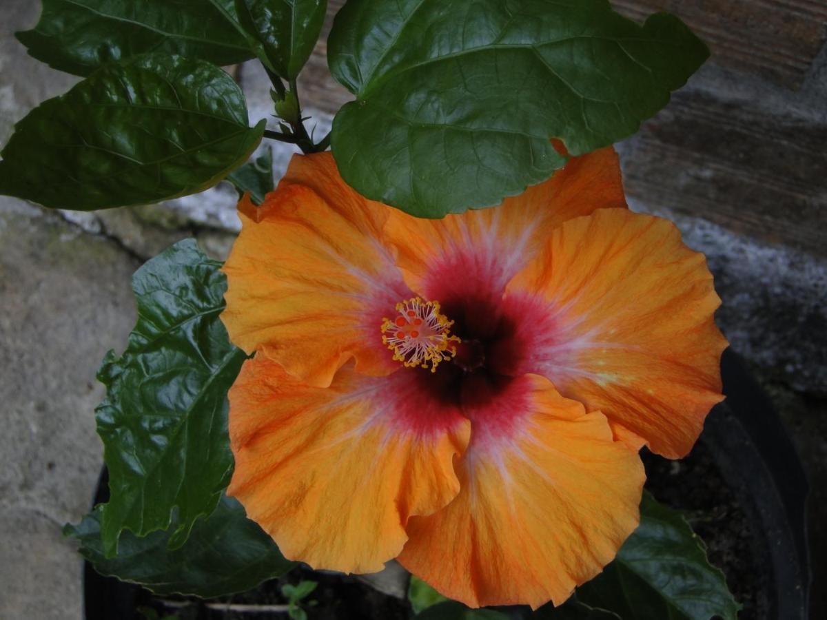 Pousada Do Oasis Morretes Ngoại thất bức ảnh