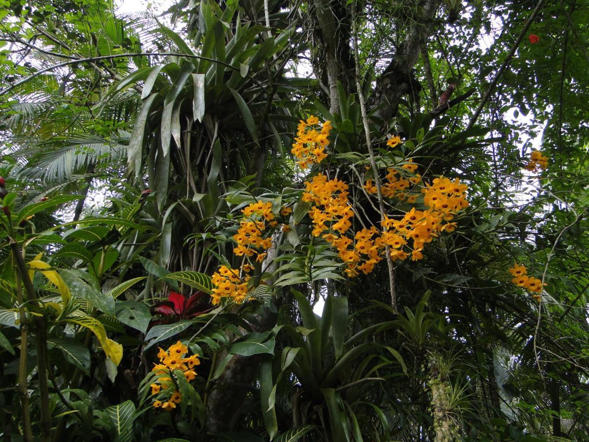Pousada Do Oasis Morretes Ngoại thất bức ảnh